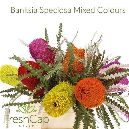 <h4>Banksia Speciosa Mixed Colours</h4>