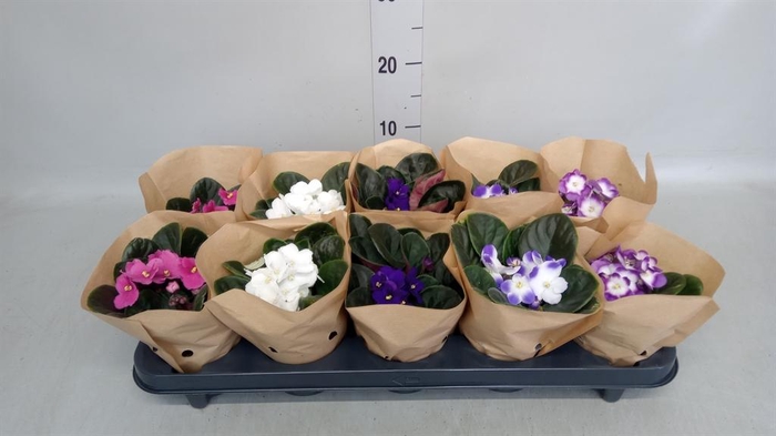 <h4>Saintpaulia   ...</h4>