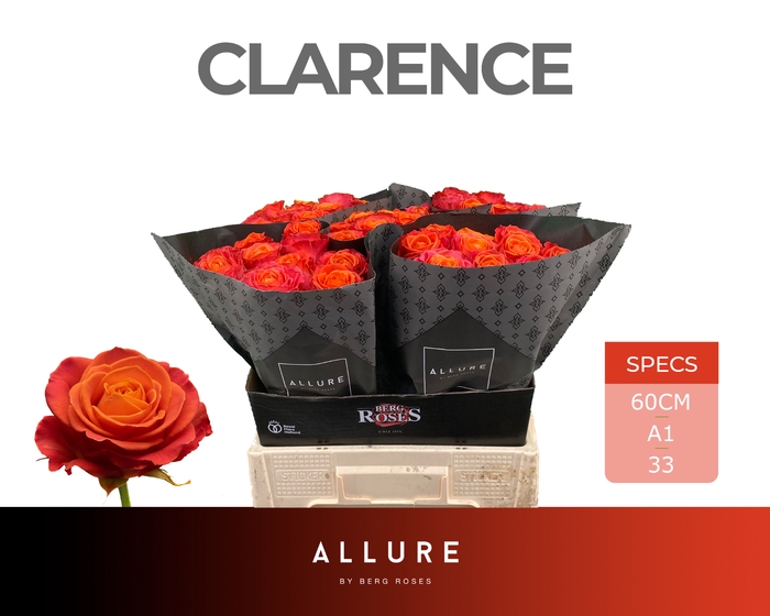 <h4>R GR CLARENCE+ ALLURE Allure Specials</h4>