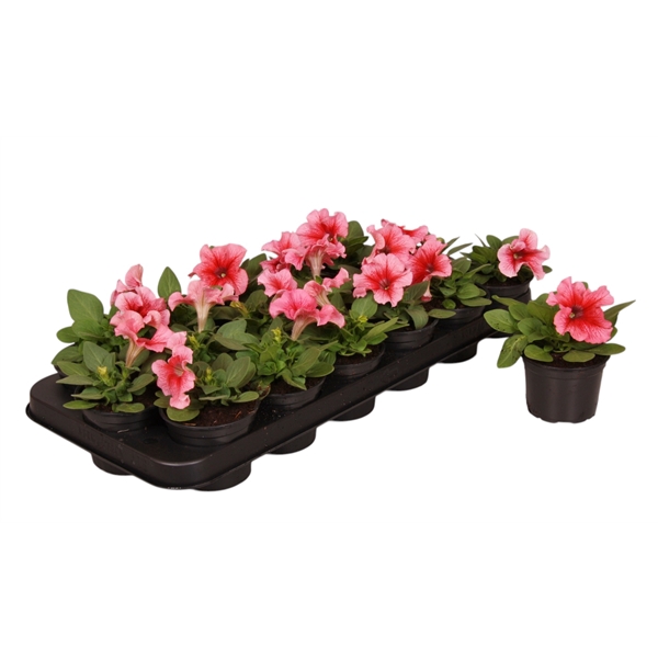 <h4>Petunia roze ader p9</h4>