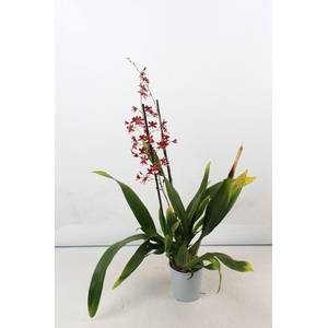 ONCIDIUM OV