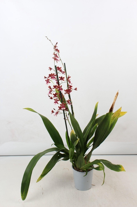 <h4>ONCIDIUM OV</h4>