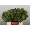 Leucadendron Laurel Yellow