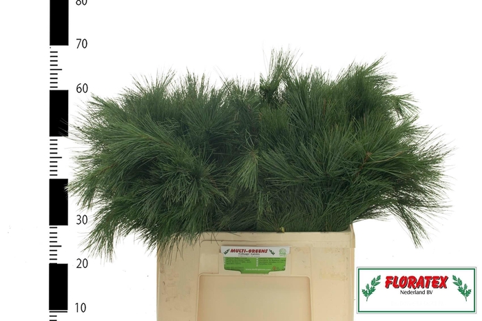 <h4>PINUS STROBUS</h4>