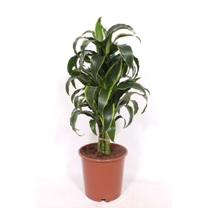 Dracaena Dorado