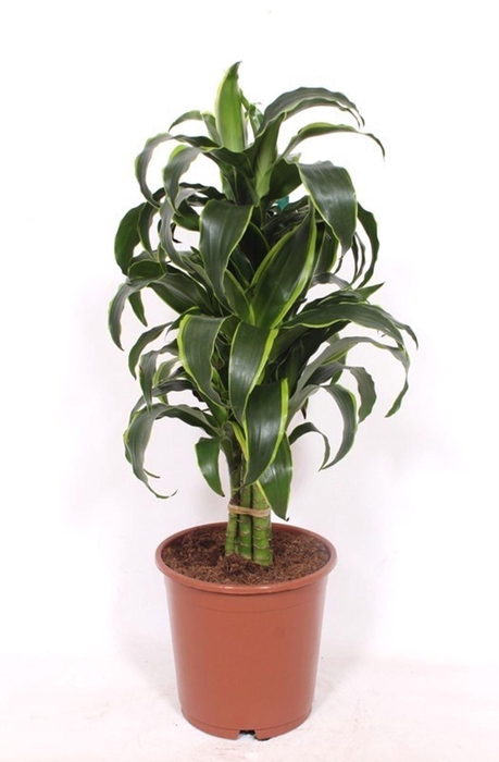 <h4>Dracaena Dorado</h4>