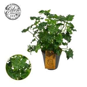 Philodendron Atlantis 15cm