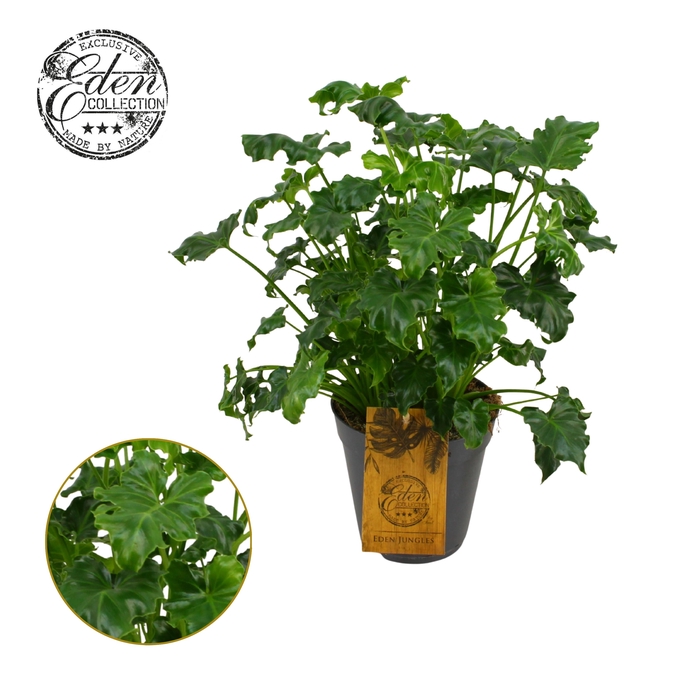 <h4>Philodendron Atlantis 15cm</h4>