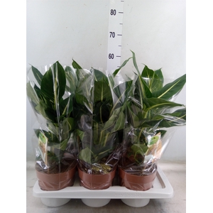 Dieffenbachia  'Green Magic'
