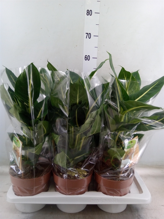 <h4>Dieffenbachia  'Green Magic'</h4>
