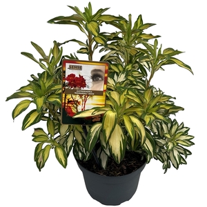 Alstroemeria 'Rock & Roll' sense