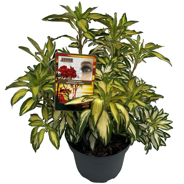 <h4>Alstroemeria 'Rock & Roll' sense</h4>