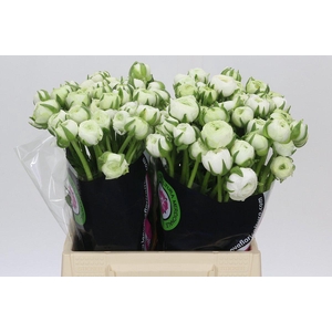 Ranunculus Elegance White