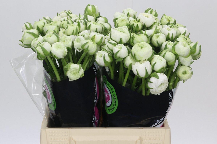 <h4>Ranunculus Elegance White</h4>