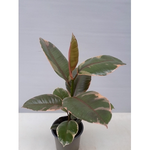 FICUS ELASTICA P12 BELIZE