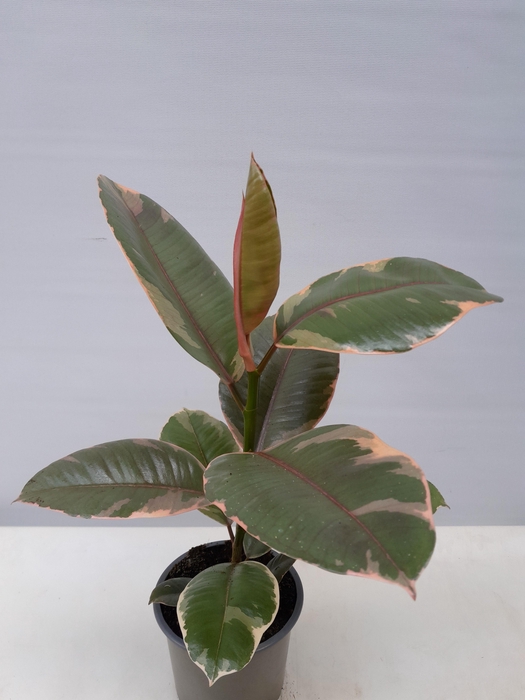 <h4>FICUS ELASTICA P12 BELIZE</h4>