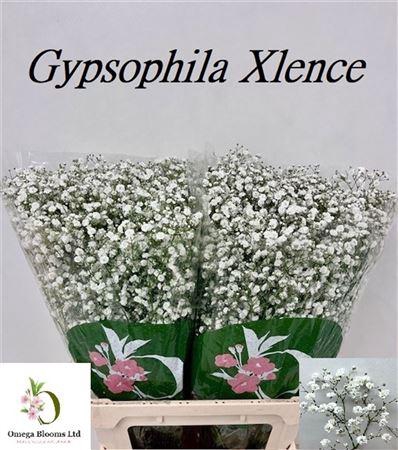 <h4>Gyps Pa Xlence</h4>