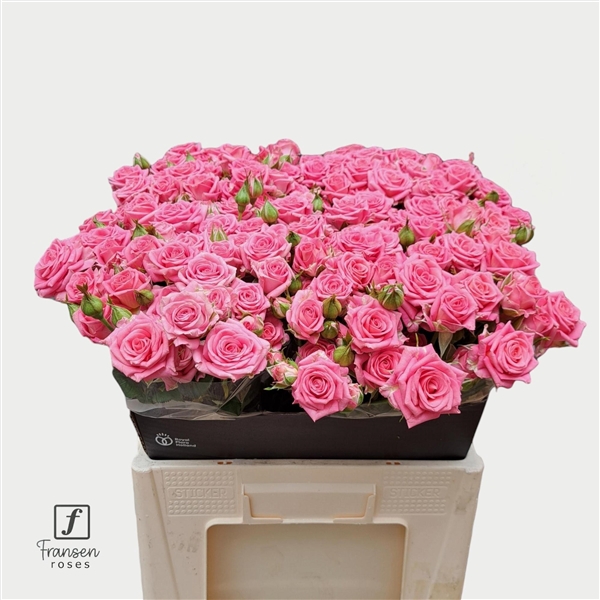 <h4>R TR Emilia 60cm</h4>