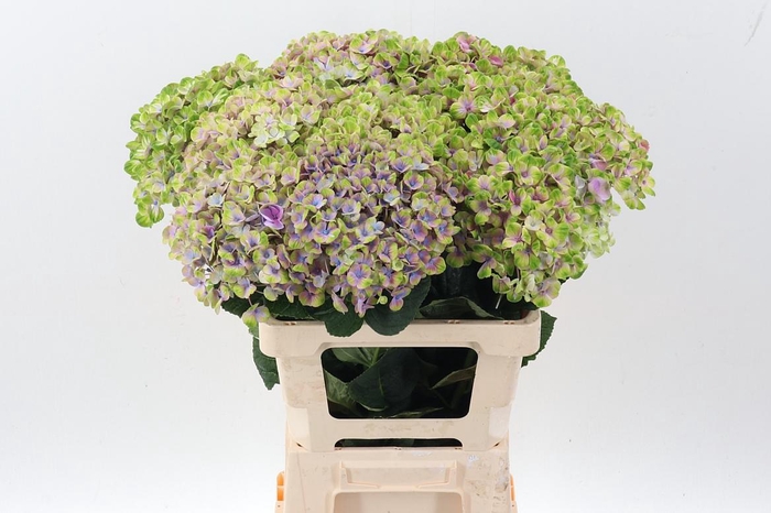 <h4>Hydr M Mag Coral</h4>