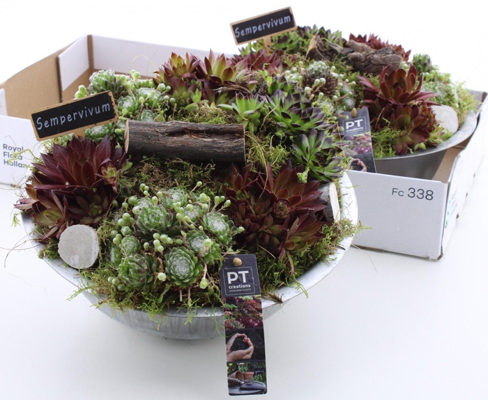 <h4>ARR SEMPERVIVUM</h4>