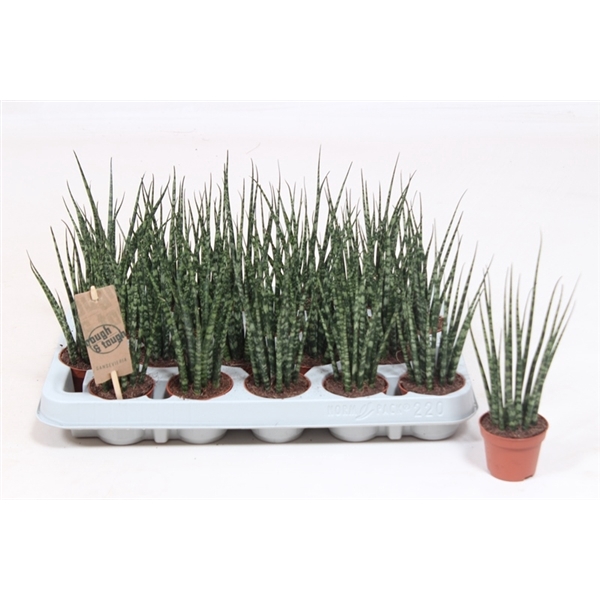 <h4>Sansevieria 'Fernwood' Mikado</h4>