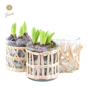 Hyacinth Mix 3404 Combi Glass And Willow 3pp