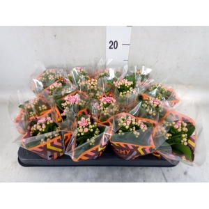 Kalanchoe blos. 'Calandiva Weaver'