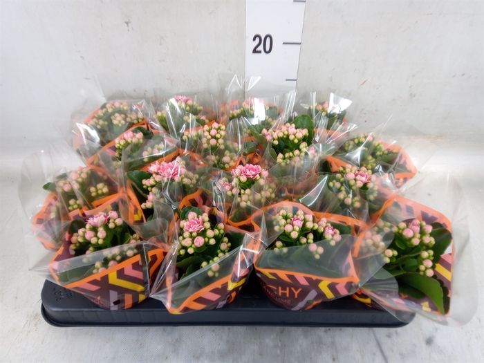 <h4>Kalanchoe blos. 'Calandiva Weaver'</h4>
