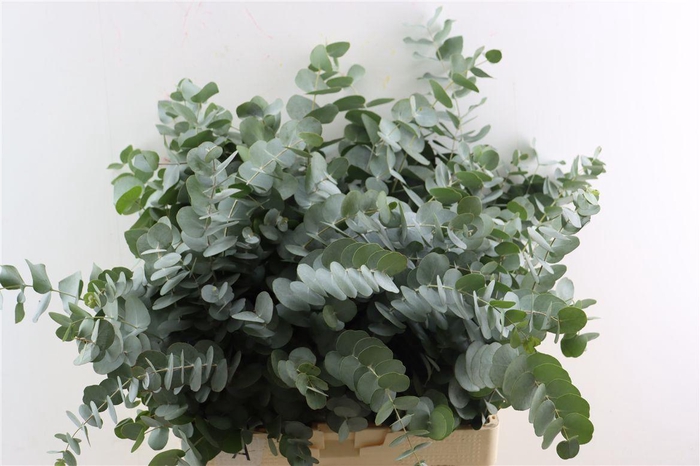 <h4>Euca Cinerea 300gr South Africa P Bunch</h4>
