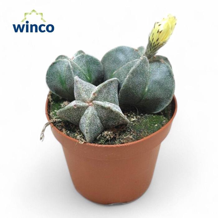 <h4>Astrophytum Myriostigma (Group)</h4>