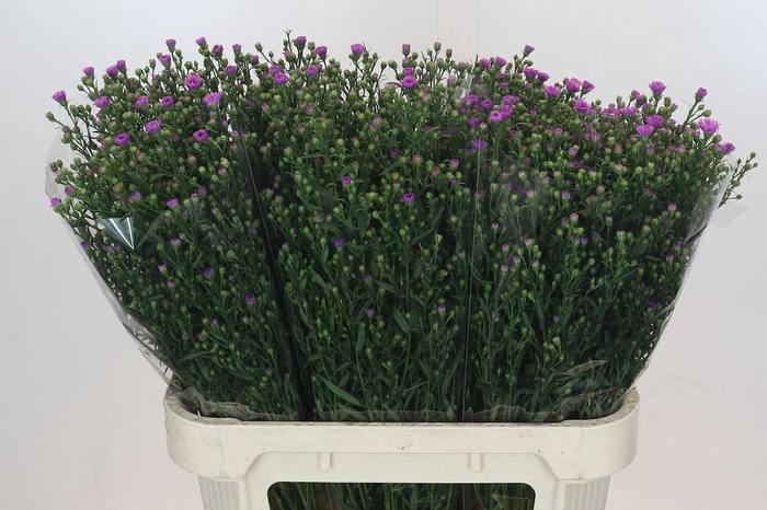 <h4>Aster Casarosa</h4>