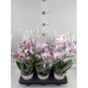 Phalaenopsis multi. 'Ant Antwerp'