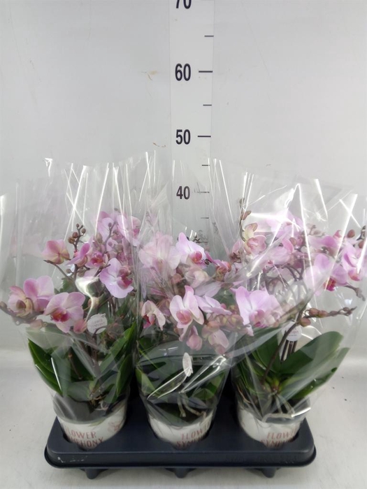 <h4>Phalaenopsis multi. 'Ant Antwerp'</h4>