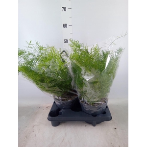 Asparagus dens. 'Sprengeri'