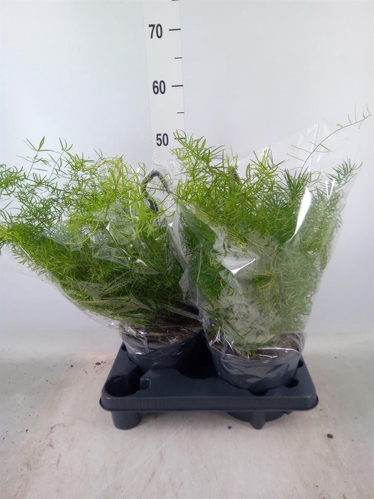 <h4>Asparagus dens. 'Sprengeri'</h4>