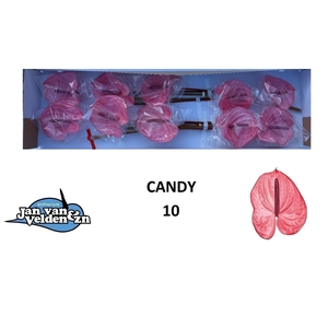 ANTH A CANDY