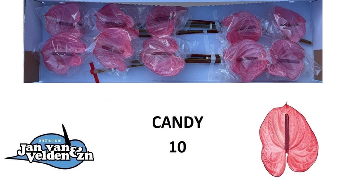 <h4>ANTH A CANDY</h4>