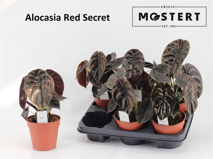 <h4>Alocasia cuprea 'Red Secret'</h4>
