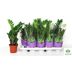 Zamioculcas zamifolia 12Ø 50cm 3st