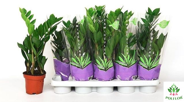 Zamioculcas zamifolia 12Ø 50cm 3st