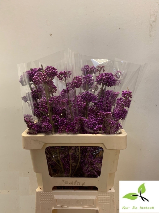 <h4>CALLICARPA BOD PROFU</h4>
