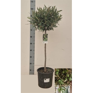 Olea europaea 22Ø 105cm