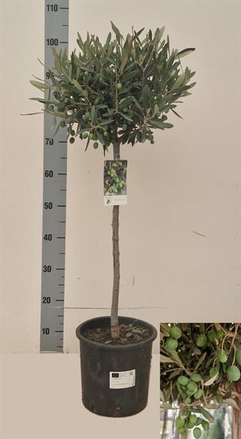 Olea europaea 22Ø 105cm