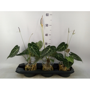 Anthurium clarinervium