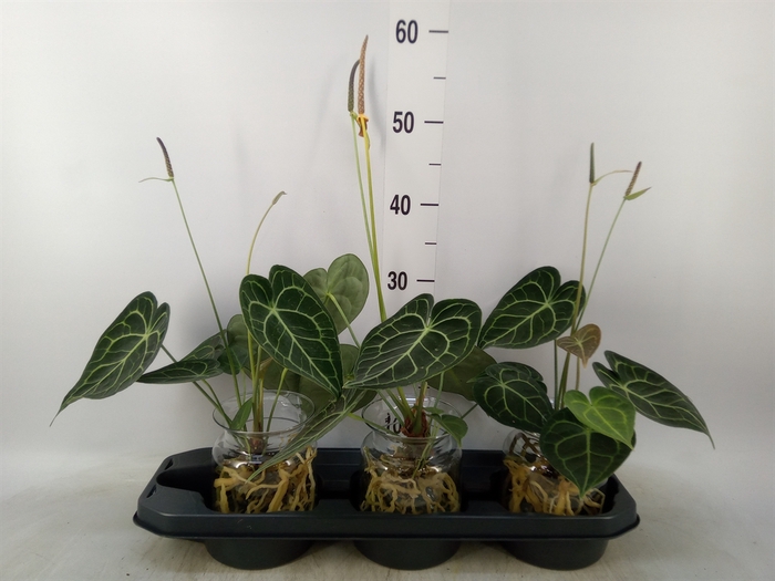 <h4>Anthurium clarinervium</h4>