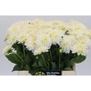 Dahlia DE 'White Cap'