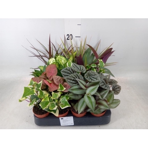 Planten  ..mix