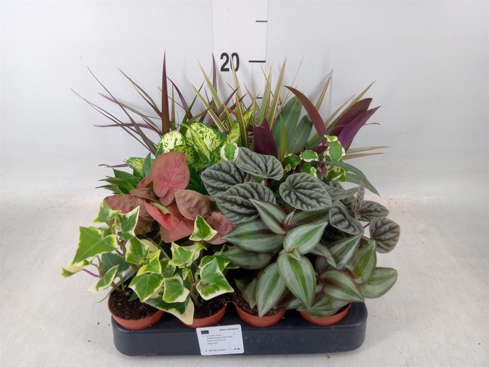 <h4>Planten  ..mix</h4>