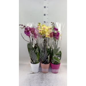 Phalaenopsis   ...mix