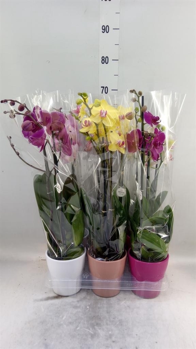 <h4>Phalaenopsis   ...mix</h4>